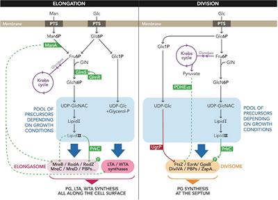 Metabolic Control of Cell Elongation and Cell Division in Bacillus subtilis